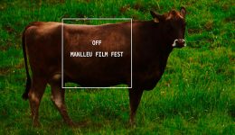 off-manlleu-film-fest-deriva-mussol